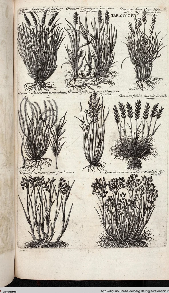 An illustration from Viridarium Reformatum, Seu Regnum Vegetabile, Das ist: Neu-eingerichtetes und Vollständiges Kräuter-Buch: Worinnen auff noch nicht geschehene Weise Derer Vegetabilien, als Kräutern, Sträuchen, Bäumen, Bluhmen und anderer Erd-Gewachsen Art, Krafft und Würckung dergestalt beschrieben werden, daß man dieses Werck statt einer Botanischen Bibliothec haben ... kan, 1719, leaf 992