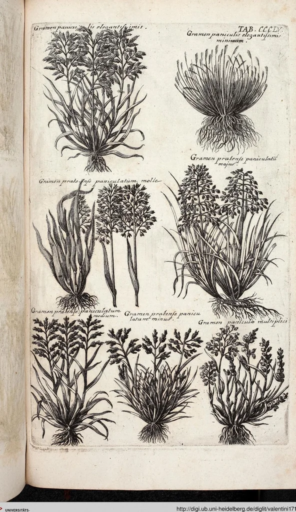 An illustration from Viridarium Reformatum, Seu Regnum Vegetabile, Das ist: Neu-eingerichtetes und Vollständiges Kräuter-Buch: Worinnen auff noch nicht geschehene Weise Derer Vegetabilien, als Kräutern, Sträuchen, Bäumen, Bluhmen und anderer Erd-Gewachsen Art, Krafft und Würckung dergestalt beschrieben werden, daß man dieses Werck statt einer Botanischen Bibliothec haben ... kan, 1719, leaf 993