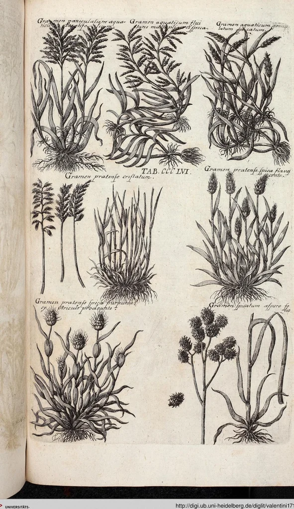 An illustration from Viridarium Reformatum, Seu Regnum Vegetabile, Das ist: Neu-eingerichtetes und Vollständiges Kräuter-Buch: Worinnen auff noch nicht geschehene Weise Derer Vegetabilien, als Kräutern, Sträuchen, Bäumen, Bluhmen und anderer Erd-Gewachsen Art, Krafft und Würckung dergestalt beschrieben werden, daß man dieses Werck statt einer Botanischen Bibliothec haben ... kan, 1719, leaf 994