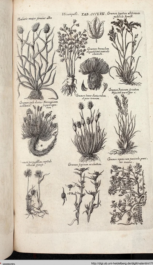 An illustration from Viridarium Reformatum, Seu Regnum Vegetabile, Das ist: Neu-eingerichtetes und Vollständiges Kräuter-Buch: Worinnen auff noch nicht geschehene Weise Derer Vegetabilien, als Kräutern, Sträuchen, Bäumen, Bluhmen und anderer Erd-Gewachsen Art, Krafft und Würckung dergestalt beschrieben werden, daß man dieses Werck statt einer Botanischen Bibliothec haben ... kan, 1719, leaf 995