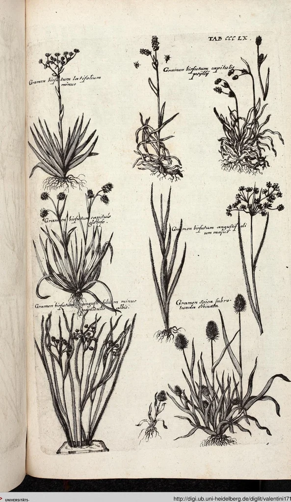 An illustration from Viridarium Reformatum, Seu Regnum Vegetabile, Das ist: Neu-eingerichtetes und Vollständiges Kräuter-Buch: Worinnen auff noch nicht geschehene Weise Derer Vegetabilien, als Kräutern, Sträuchen, Bäumen, Bluhmen und anderer Erd-Gewachsen Art, Krafft und Würckung dergestalt beschrieben werden, daß man dieses Werck statt einer Botanischen Bibliothec haben ... kan, 1719, leaf 998