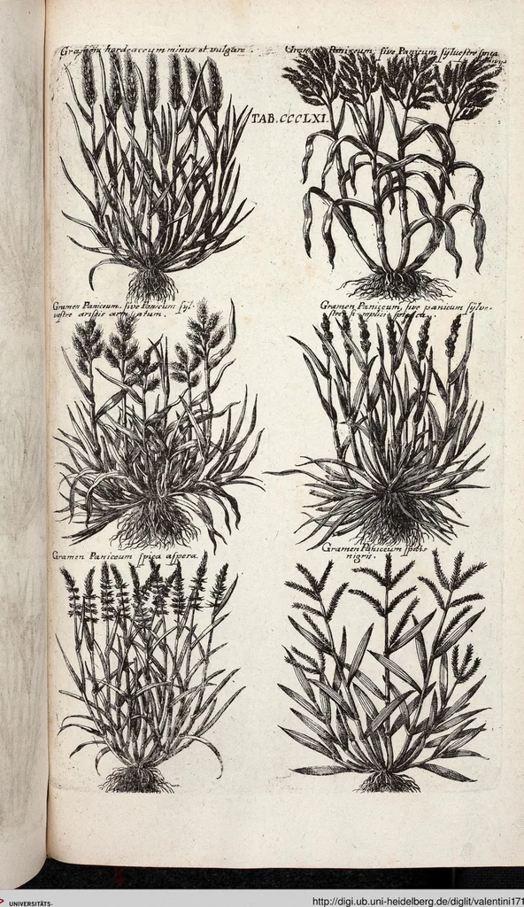 An illustration from Viridarium Reformatum, Seu Regnum Vegetabile, Das ist: Neu-eingerichtetes und Vollständiges Kräuter-Buch: Worinnen auff noch nicht geschehene Weise Derer Vegetabilien, als Kräutern, Sträuchen, Bäumen, Bluhmen und anderer Erd-Gewachsen Art, Krafft und Würckung dergestalt beschrieben werden, daß man dieses Werck statt einer Botanischen Bibliothec haben ... kan, 1719, leaf 999