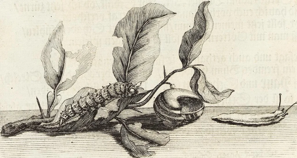 An illustration from Nürnbergische Hesperides, Oder Gründliche Beschreibung Der Edlen Citronat- Citronen- und Pomeranzen-Früchte: Wie solche in selbiger und benachbarten Gegend/ recht mögen eingesetzt/ gewartet/ erhalten und fortgebracht werden/ Samt Einer ausführlichen Erzehlung der meisten Sorten/ welche theils zu Nürnberg würcklich gewachsen/ theils von verschiedenen fremden Orten dahin gebracht worden, auf das accurateste in Kupffer gestochen/ in Vier Theile eingetheilet und mit nützlichen Anmerckungen erkläret, 1708, leaf 104