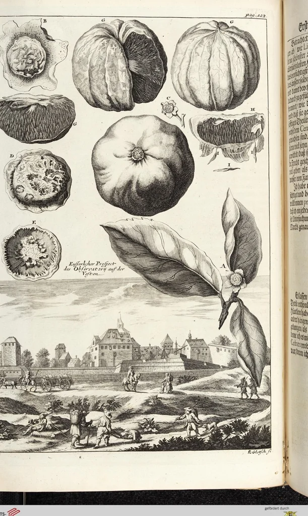An illustration from Nürnbergische Hesperides, Oder Gründliche Beschreibung Der Edlen Citronat- Citronen- und Pomeranzen-Früchte: Wie solche in selbiger und benachbarten Gegend/ recht mögen eingesetzt/ gewartet/ erhalten und fortgebracht werden/ Samt Einer ausführlichen Erzehlung der meisten Sorten/ welche theils zu Nürnberg würcklich gewachsen/ theils von verschiedenen fremden Orten dahin gebracht worden, auf das accurateste in Kupffer gestochen/ in Vier Theile eingetheilet und mit nützlichen Anmerckungen erkläret, 1708, leaf 138