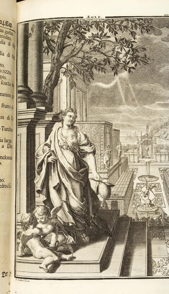 An illustration from Nürnbergische Hesperides, Oder Gründliche Beschreibung Der Edlen Citronat- Citronen- und Pomeranzen-Früchte: Wie solche in selbiger und benachbarten Gegend/ recht mögen eingesetzt/ gewartet/ erhalten und fortgebracht werden/ Samt Einer ausführlichen Erzehlung der meisten Sorten/ welche theils zu Nürnberg würcklich gewachsen/ theils von verschiedenen fremden Orten dahin gebracht worden, auf das accurateste in Kupffer gestochen/ in Vier Theile eingetheilet und mit nützlichen Anmerckungen erkläret, 1708, leaf 145