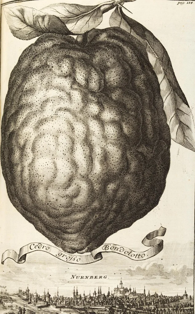 An illustration from Nürnbergische Hesperides, Oder Gründliche Beschreibung Der Edlen Citronat- Citronen- und Pomeranzen-Früchte: Wie solche in selbiger und benachbarten Gegend/ recht mögen eingesetzt/ gewartet/ erhalten und fortgebracht werden/ Samt Einer ausführlichen Erzehlung der meisten Sorten/ welche theils zu Nürnberg würcklich gewachsen/ theils von verschiedenen fremden Orten dahin gebracht worden, auf das accurateste in Kupffer gestochen/ in Vier Theile eingetheilet und mit nützlichen Anmerckungen erkläret, 1708, leaf 153