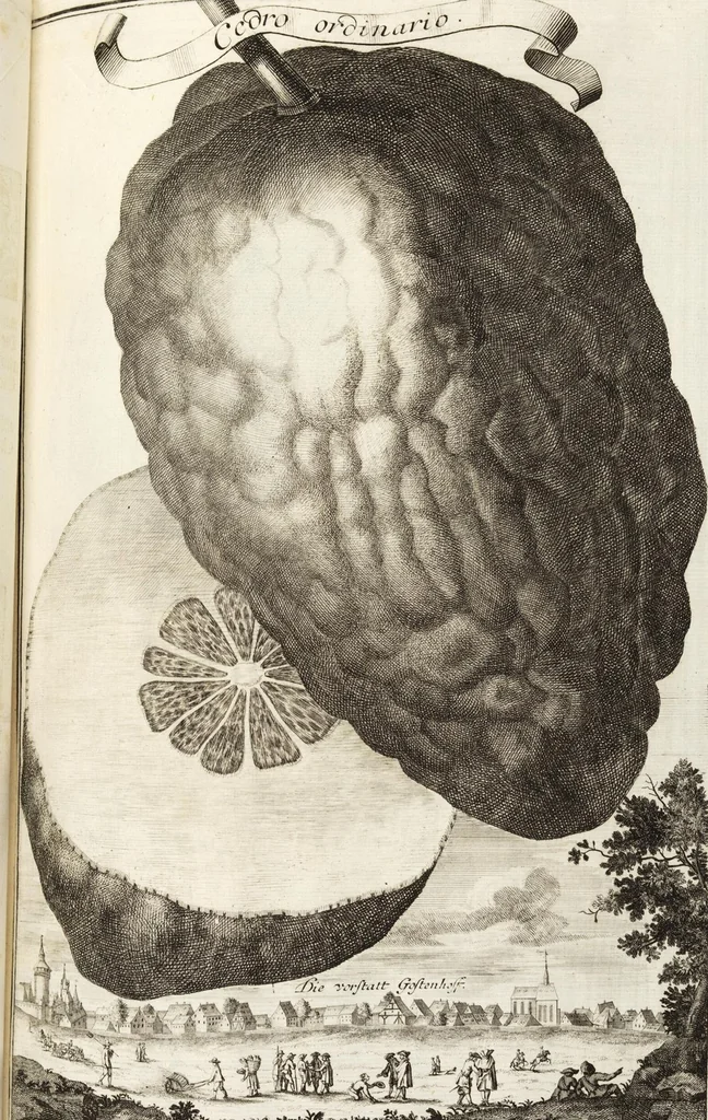 An illustration from Nürnbergische Hesperides, Oder Gründliche Beschreibung Der Edlen Citronat- Citronen- und Pomeranzen-Früchte: Wie solche in selbiger und benachbarten Gegend/ recht mögen eingesetzt/ gewartet/ erhalten und fortgebracht werden/ Samt Einer ausführlichen Erzehlung der meisten Sorten/ welche theils zu Nürnberg würcklich gewachsen/ theils von verschiedenen fremden Orten dahin gebracht worden, auf das accurateste in Kupffer gestochen/ in Vier Theile eingetheilet und mit nützlichen Anmerckungen erkläret, 1708, leaf 157