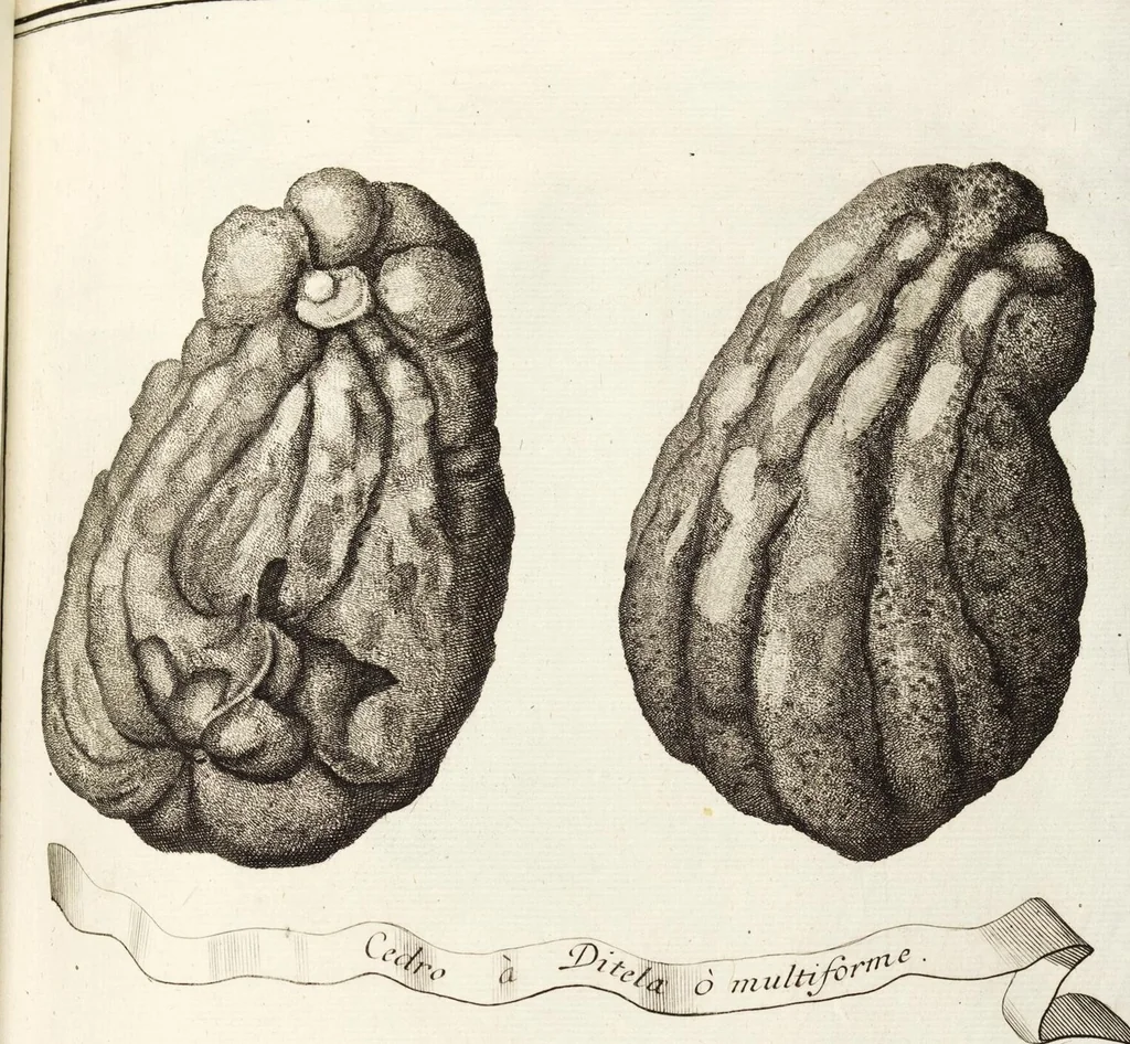 An illustration from Nürnbergische Hesperides, Oder Gründliche Beschreibung Der Edlen Citronat- Citronen- und Pomeranzen-Früchte: Wie solche in selbiger und benachbarten Gegend/ recht mögen eingesetzt/ gewartet/ erhalten und fortgebracht werden/ Samt Einer ausführlichen Erzehlung der meisten Sorten/ welche theils zu Nürnberg würcklich gewachsen/ theils von verschiedenen fremden Orten dahin gebracht worden, auf das accurateste in Kupffer gestochen/ in Vier Theile eingetheilet und mit nützlichen Anmerckungen erkläret, 1708, leaf 159
