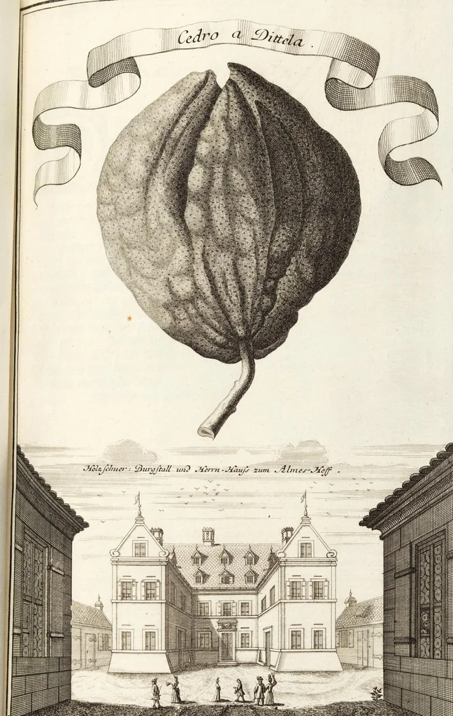 An illustration from Nürnbergische Hesperides, Oder Gründliche Beschreibung Der Edlen Citronat- Citronen- und Pomeranzen-Früchte: Wie solche in selbiger und benachbarten Gegend/ recht mögen eingesetzt/ gewartet/ erhalten und fortgebracht werden/ Samt Einer ausführlichen Erzehlung der meisten Sorten/ welche theils zu Nürnberg würcklich gewachsen/ theils von verschiedenen fremden Orten dahin gebracht worden, auf das accurateste in Kupffer gestochen/ in Vier Theile eingetheilet und mit nützlichen Anmerckungen erkläret, 1708, leaf 161