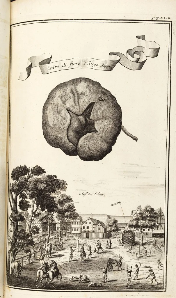 An illustration from Nürnbergische Hesperides, Oder Gründliche Beschreibung Der Edlen Citronat- Citronen- und Pomeranzen-Früchte: Wie solche in selbiger und benachbarten Gegend/ recht mögen eingesetzt/ gewartet/ erhalten und fortgebracht werden/ Samt Einer ausführlichen Erzehlung der meisten Sorten/ welche theils zu Nürnberg würcklich gewachsen/ theils von verschiedenen fremden Orten dahin gebracht worden, auf das accurateste in Kupffer gestochen/ in Vier Theile eingetheilet und mit nützlichen Anmerckungen erkläret, 1708, leaf 165