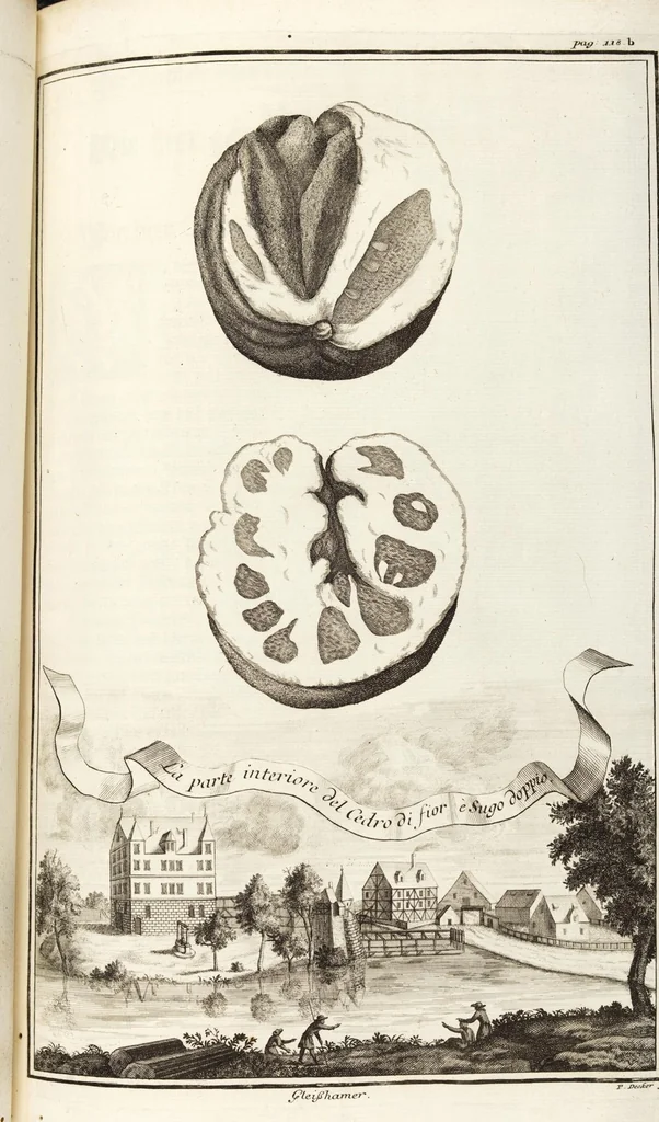 An illustration from Nürnbergische Hesperides, Oder Gründliche Beschreibung Der Edlen Citronat- Citronen- und Pomeranzen-Früchte: Wie solche in selbiger und benachbarten Gegend/ recht mögen eingesetzt/ gewartet/ erhalten und fortgebracht werden/ Samt Einer ausführlichen Erzehlung der meisten Sorten/ welche theils zu Nürnberg würcklich gewachsen/ theils von verschiedenen fremden Orten dahin gebracht worden, auf das accurateste in Kupffer gestochen/ in Vier Theile eingetheilet und mit nützlichen Anmerckungen erkläret, 1708, leaf 167