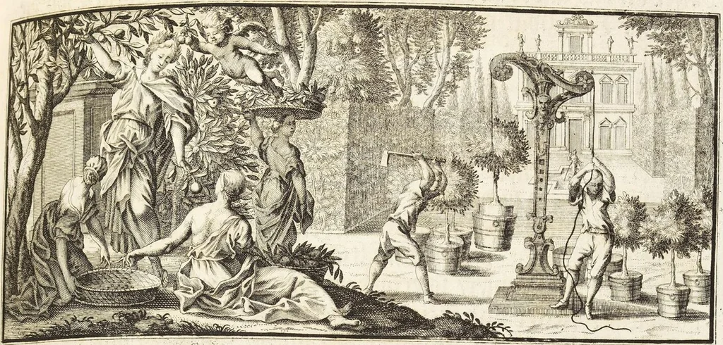 An illustration from Nürnbergische Hesperides, Oder Gründliche Beschreibung Der Edlen Citronat- Citronen- und Pomeranzen-Früchte: Wie solche in selbiger und benachbarten Gegend/ recht mögen eingesetzt/ gewartet/ erhalten und fortgebracht werden/ Samt Einer ausführlichen Erzehlung der meisten Sorten/ welche theils zu Nürnberg würcklich gewachsen/ theils von verschiedenen fremden Orten dahin gebracht worden, auf das accurateste in Kupffer gestochen/ in Vier Theile eingetheilet und mit nützlichen Anmerckungen erkläret, 1708, leaf 17