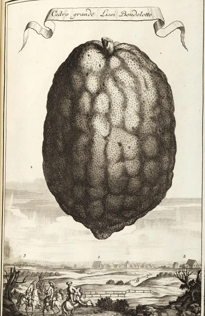 An illustration from Nürnbergische Hesperides, Oder Gründliche Beschreibung Der Edlen Citronat- Citronen- und Pomeranzen-Früchte: Wie solche in selbiger und benachbarten Gegend/ recht mögen eingesetzt/ gewartet/ erhalten und fortgebracht werden/ Samt Einer ausführlichen Erzehlung der meisten Sorten/ welche theils zu Nürnberg würcklich gewachsen/ theils von verschiedenen fremden Orten dahin gebracht worden, auf das accurateste in Kupffer gestochen/ in Vier Theile eingetheilet und mit nützlichen Anmerckungen erkläret, 1708, leaf 171