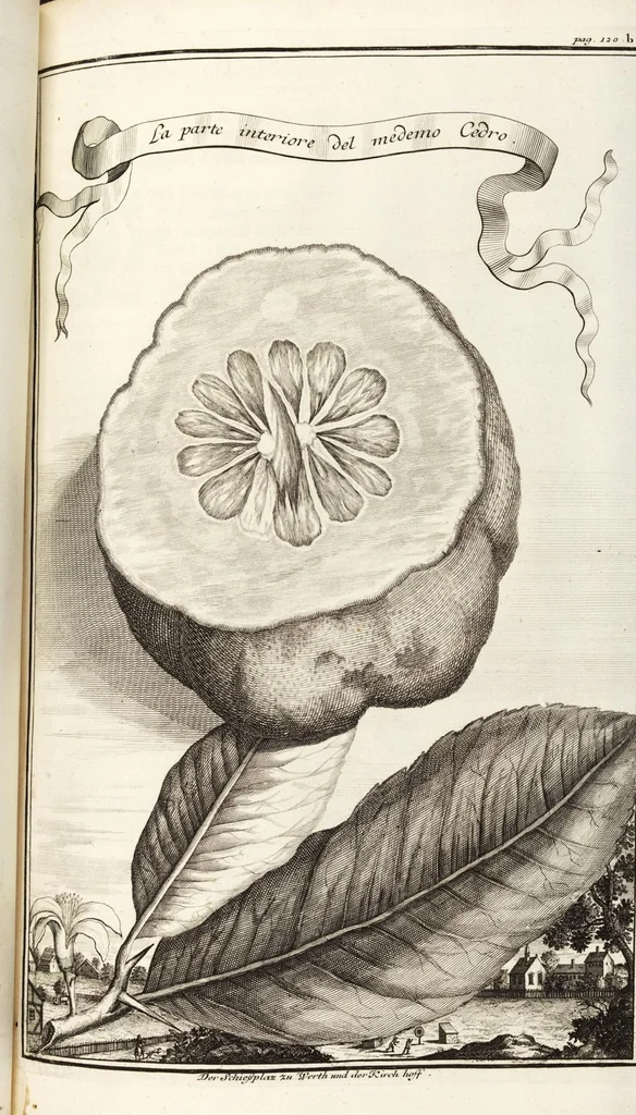 An illustration from Nürnbergische Hesperides, Oder Gründliche Beschreibung Der Edlen Citronat- Citronen- und Pomeranzen-Früchte: Wie solche in selbiger und benachbarten Gegend/ recht mögen eingesetzt/ gewartet/ erhalten und fortgebracht werden/ Samt Einer ausführlichen Erzehlung der meisten Sorten/ welche theils zu Nürnberg würcklich gewachsen/ theils von verschiedenen fremden Orten dahin gebracht worden, auf das accurateste in Kupffer gestochen/ in Vier Theile eingetheilet und mit nützlichen Anmerckungen erkläret, 1708, leaf 173