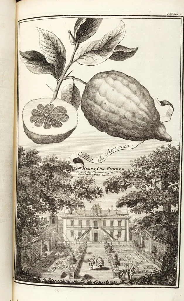 An illustration from Nürnbergische Hesperides, Oder Gründliche Beschreibung Der Edlen Citronat- Citronen- und Pomeranzen-Früchte: Wie solche in selbiger und benachbarten Gegend/ recht mögen eingesetzt/ gewartet/ erhalten und fortgebracht werden/ Samt Einer ausführlichen Erzehlung der meisten Sorten/ welche theils zu Nürnberg würcklich gewachsen/ theils von verschiedenen fremden Orten dahin gebracht worden, auf das accurateste in Kupffer gestochen/ in Vier Theile eingetheilet und mit nützlichen Anmerckungen erkläret, 1708, leaf 181