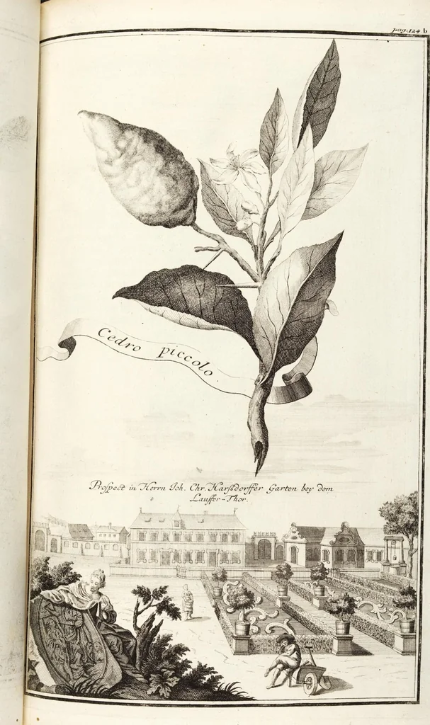 An illustration from Nürnbergische Hesperides, Oder Gründliche Beschreibung Der Edlen Citronat- Citronen- und Pomeranzen-Früchte: Wie solche in selbiger und benachbarten Gegend/ recht mögen eingesetzt/ gewartet/ erhalten und fortgebracht werden/ Samt Einer ausführlichen Erzehlung der meisten Sorten/ welche theils zu Nürnberg würcklich gewachsen/ theils von verschiedenen fremden Orten dahin gebracht worden, auf das accurateste in Kupffer gestochen/ in Vier Theile eingetheilet und mit nützlichen Anmerckungen erkläret, 1708, leaf 183