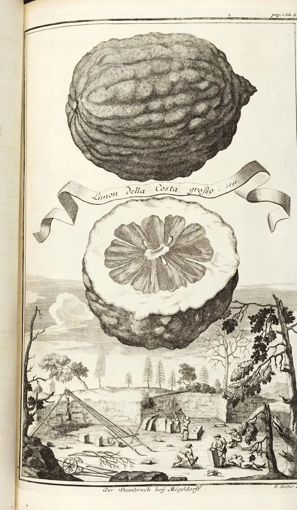 An illustration from Nürnbergische Hesperides, Oder Gründliche Beschreibung Der Edlen Citronat- Citronen- und Pomeranzen-Früchte: Wie solche in selbiger und benachbarten Gegend/ recht mögen eingesetzt/ gewartet/ erhalten und fortgebracht werden/ Samt Einer ausführlichen Erzehlung der meisten Sorten/ welche theils zu Nürnberg würcklich gewachsen/ theils von verschiedenen fremden Orten dahin gebracht worden, auf das accurateste in Kupffer gestochen/ in Vier Theile eingetheilet und mit nützlichen Anmerckungen erkläret, 1708, leaf 195
