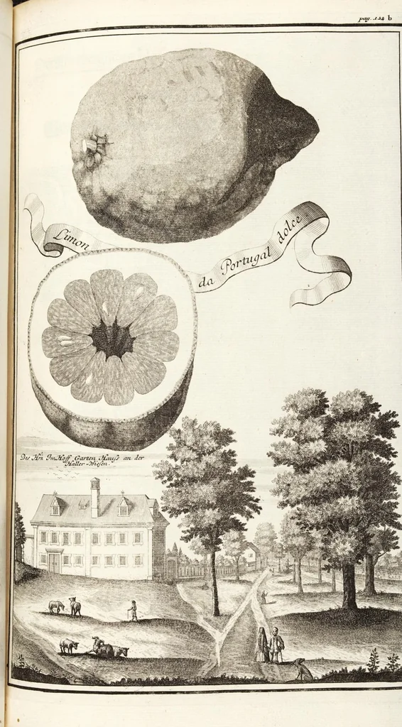 An illustration from Nürnbergische Hesperides, Oder Gründliche Beschreibung Der Edlen Citronat- Citronen- und Pomeranzen-Früchte: Wie solche in selbiger und benachbarten Gegend/ recht mögen eingesetzt/ gewartet/ erhalten und fortgebracht werden/ Samt Einer ausführlichen Erzehlung der meisten Sorten/ welche theils zu Nürnberg würcklich gewachsen/ theils von verschiedenen fremden Orten dahin gebracht worden, auf das accurateste in Kupffer gestochen/ in Vier Theile eingetheilet und mit nützlichen Anmerckungen erkläret, 1708, leaf 197