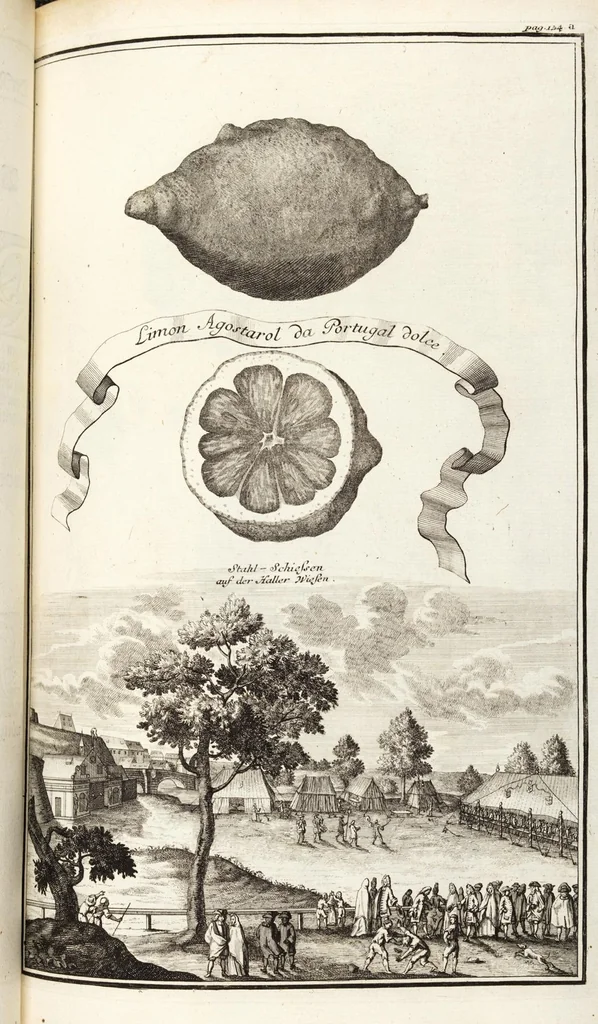An illustration from Nürnbergische Hesperides, Oder Gründliche Beschreibung Der Edlen Citronat- Citronen- und Pomeranzen-Früchte: Wie solche in selbiger und benachbarten Gegend/ recht mögen eingesetzt/ gewartet/ erhalten und fortgebracht werden/ Samt Einer ausführlichen Erzehlung der meisten Sorten/ welche theils zu Nürnberg würcklich gewachsen/ theils von verschiedenen fremden Orten dahin gebracht worden, auf das accurateste in Kupffer gestochen/ in Vier Theile eingetheilet und mit nützlichen Anmerckungen erkläret, 1708, leaf 201
