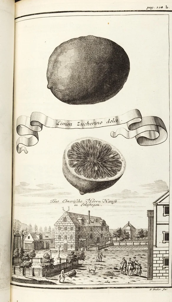 An illustration from Nürnbergische Hesperides, Oder Gründliche Beschreibung Der Edlen Citronat- Citronen- und Pomeranzen-Früchte: Wie solche in selbiger und benachbarten Gegend/ recht mögen eingesetzt/ gewartet/ erhalten und fortgebracht werden/ Samt Einer ausführlichen Erzehlung der meisten Sorten/ welche theils zu Nürnberg würcklich gewachsen/ theils von verschiedenen fremden Orten dahin gebracht worden, auf das accurateste in Kupffer gestochen/ in Vier Theile eingetheilet und mit nützlichen Anmerckungen erkläret, 1708, leaf 203