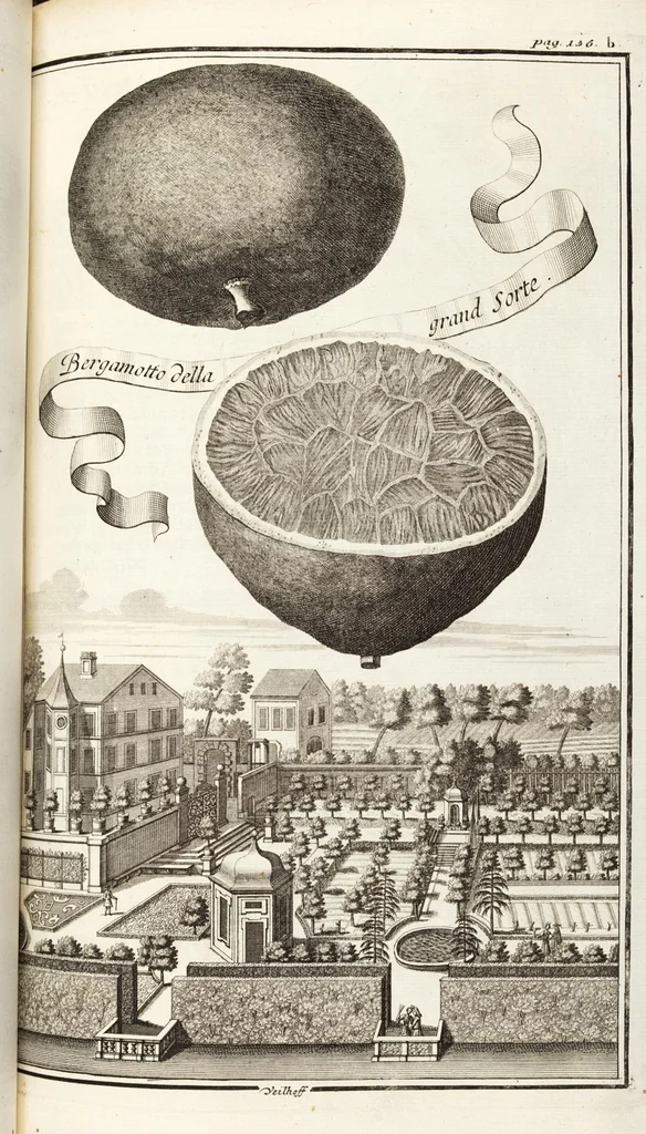An illustration from Nürnbergische Hesperides, Oder Gründliche Beschreibung Der Edlen Citronat- Citronen- und Pomeranzen-Früchte: Wie solche in selbiger und benachbarten Gegend/ recht mögen eingesetzt/ gewartet/ erhalten und fortgebracht werden/ Samt Einer ausführlichen Erzehlung der meisten Sorten/ welche theils zu Nürnberg würcklich gewachsen/ theils von verschiedenen fremden Orten dahin gebracht worden, auf das accurateste in Kupffer gestochen/ in Vier Theile eingetheilet und mit nützlichen Anmerckungen erkläret, 1708, leaf 209