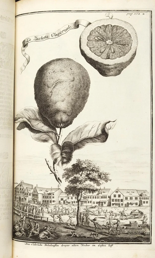 An illustration from Nürnbergische Hesperides, Oder Gründliche Beschreibung Der Edlen Citronat- Citronen- und Pomeranzen-Früchte: Wie solche in selbiger und benachbarten Gegend/ recht mögen eingesetzt/ gewartet/ erhalten und fortgebracht werden/ Samt Einer ausführlichen Erzehlung der meisten Sorten/ welche theils zu Nürnberg würcklich gewachsen/ theils von verschiedenen fremden Orten dahin gebracht worden, auf das accurateste in Kupffer gestochen/ in Vier Theile eingetheilet und mit nützlichen Anmerckungen erkläret, 1708, leaf 213