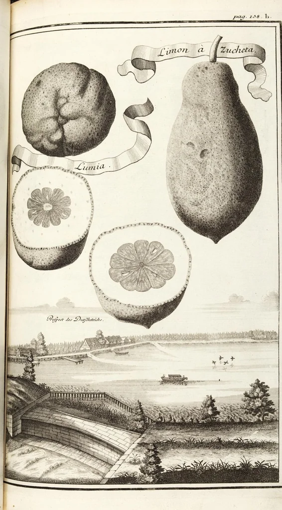 An illustration from Nürnbergische Hesperides, Oder Gründliche Beschreibung Der Edlen Citronat- Citronen- und Pomeranzen-Früchte: Wie solche in selbiger und benachbarten Gegend/ recht mögen eingesetzt/ gewartet/ erhalten und fortgebracht werden/ Samt Einer ausführlichen Erzehlung der meisten Sorten/ welche theils zu Nürnberg würcklich gewachsen/ theils von verschiedenen fremden Orten dahin gebracht worden, auf das accurateste in Kupffer gestochen/ in Vier Theile eingetheilet und mit nützlichen Anmerckungen erkläret, 1708, leaf 215