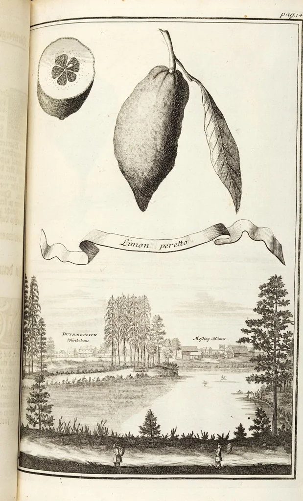 An illustration from Nürnbergische Hesperides, Oder Gründliche Beschreibung Der Edlen Citronat- Citronen- und Pomeranzen-Früchte: Wie solche in selbiger und benachbarten Gegend/ recht mögen eingesetzt/ gewartet/ erhalten und fortgebracht werden/ Samt Einer ausführlichen Erzehlung der meisten Sorten/ welche theils zu Nürnberg würcklich gewachsen/ theils von verschiedenen fremden Orten dahin gebracht worden, auf das accurateste in Kupffer gestochen/ in Vier Theile eingetheilet und mit nützlichen Anmerckungen erkläret, 1708, leaf 219