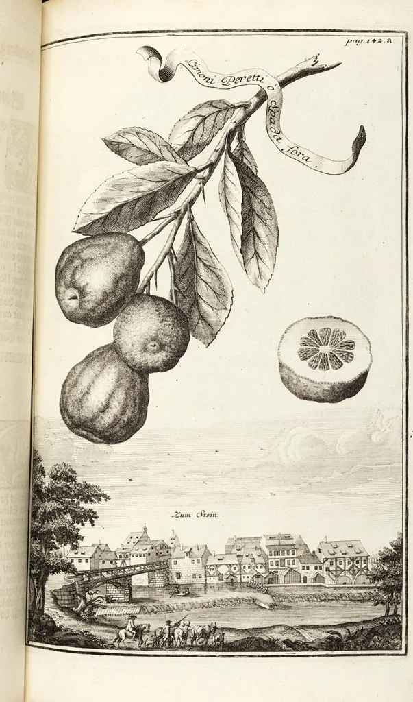 An illustration from Nürnbergische Hesperides, Oder Gründliche Beschreibung Der Edlen Citronat- Citronen- und Pomeranzen-Früchte: Wie solche in selbiger und benachbarten Gegend/ recht mögen eingesetzt/ gewartet/ erhalten und fortgebracht werden/ Samt Einer ausführlichen Erzehlung der meisten Sorten/ welche theils zu Nürnberg würcklich gewachsen/ theils von verschiedenen fremden Orten dahin gebracht worden, auf das accurateste in Kupffer gestochen/ in Vier Theile eingetheilet und mit nützlichen Anmerckungen erkläret, 1708, leaf 225