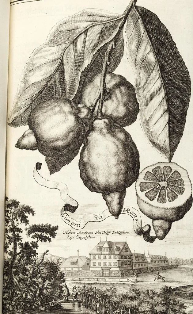 An illustration from Nürnbergische Hesperides, Oder Gründliche Beschreibung Der Edlen Citronat- Citronen- und Pomeranzen-Früchte: Wie solche in selbiger und benachbarten Gegend/ recht mögen eingesetzt/ gewartet/ erhalten und fortgebracht werden/ Samt Einer ausführlichen Erzehlung der meisten Sorten/ welche theils zu Nürnberg würcklich gewachsen/ theils von verschiedenen fremden Orten dahin gebracht worden, auf das accurateste in Kupffer gestochen/ in Vier Theile eingetheilet und mit nützlichen Anmerckungen erkläret, 1708, leaf 227