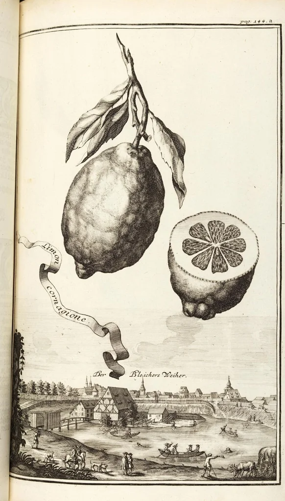 An illustration from Nürnbergische Hesperides, Oder Gründliche Beschreibung Der Edlen Citronat- Citronen- und Pomeranzen-Früchte: Wie solche in selbiger und benachbarten Gegend/ recht mögen eingesetzt/ gewartet/ erhalten und fortgebracht werden/ Samt Einer ausführlichen Erzehlung der meisten Sorten/ welche theils zu Nürnberg würcklich gewachsen/ theils von verschiedenen fremden Orten dahin gebracht worden, auf das accurateste in Kupffer gestochen/ in Vier Theile eingetheilet und mit nützlichen Anmerckungen erkläret, 1708, leaf 231