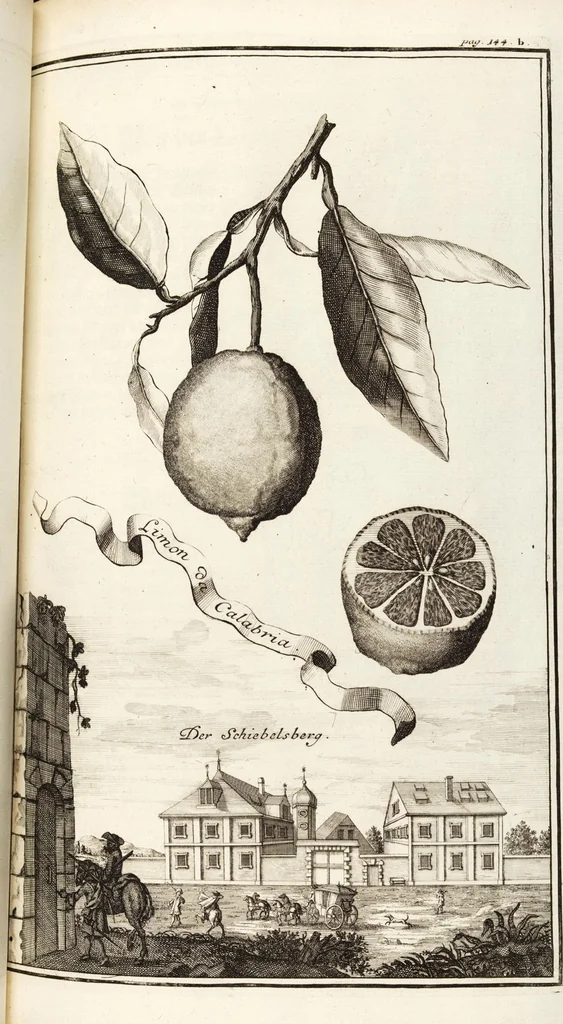 An illustration from Nürnbergische Hesperides, Oder Gründliche Beschreibung Der Edlen Citronat- Citronen- und Pomeranzen-Früchte: Wie solche in selbiger und benachbarten Gegend/ recht mögen eingesetzt/ gewartet/ erhalten und fortgebracht werden/ Samt Einer ausführlichen Erzehlung der meisten Sorten/ welche theils zu Nürnberg würcklich gewachsen/ theils von verschiedenen fremden Orten dahin gebracht worden, auf das accurateste in Kupffer gestochen/ in Vier Theile eingetheilet und mit nützlichen Anmerckungen erkläret, 1708, leaf 233