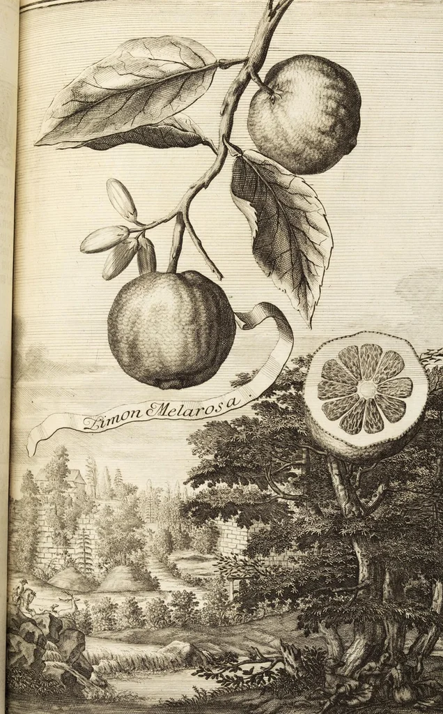 An illustration from Nürnbergische Hesperides, Oder Gründliche Beschreibung Der Edlen Citronat- Citronen- und Pomeranzen-Früchte: Wie solche in selbiger und benachbarten Gegend/ recht mögen eingesetzt/ gewartet/ erhalten und fortgebracht werden/ Samt Einer ausführlichen Erzehlung der meisten Sorten/ welche theils zu Nürnberg würcklich gewachsen/ theils von verschiedenen fremden Orten dahin gebracht worden, auf das accurateste in Kupffer gestochen/ in Vier Theile eingetheilet und mit nützlichen Anmerckungen erkläret, 1708, leaf 237