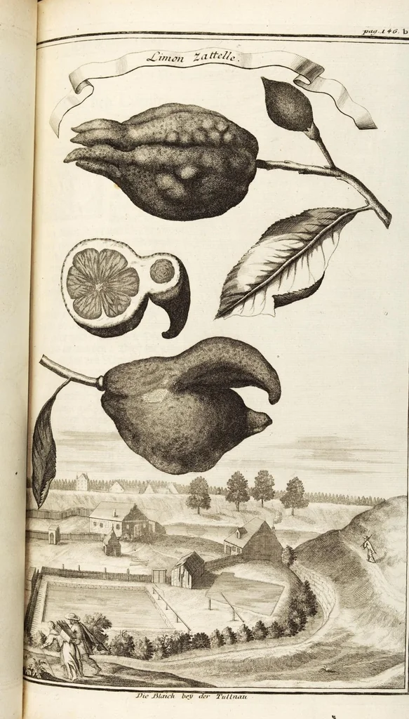 An illustration from Nürnbergische Hesperides, Oder Gründliche Beschreibung Der Edlen Citronat- Citronen- und Pomeranzen-Früchte: Wie solche in selbiger und benachbarten Gegend/ recht mögen eingesetzt/ gewartet/ erhalten und fortgebracht werden/ Samt Einer ausführlichen Erzehlung der meisten Sorten/ welche theils zu Nürnberg würcklich gewachsen/ theils von verschiedenen fremden Orten dahin gebracht worden, auf das accurateste in Kupffer gestochen/ in Vier Theile eingetheilet und mit nützlichen Anmerckungen erkläret, 1708, leaf 239