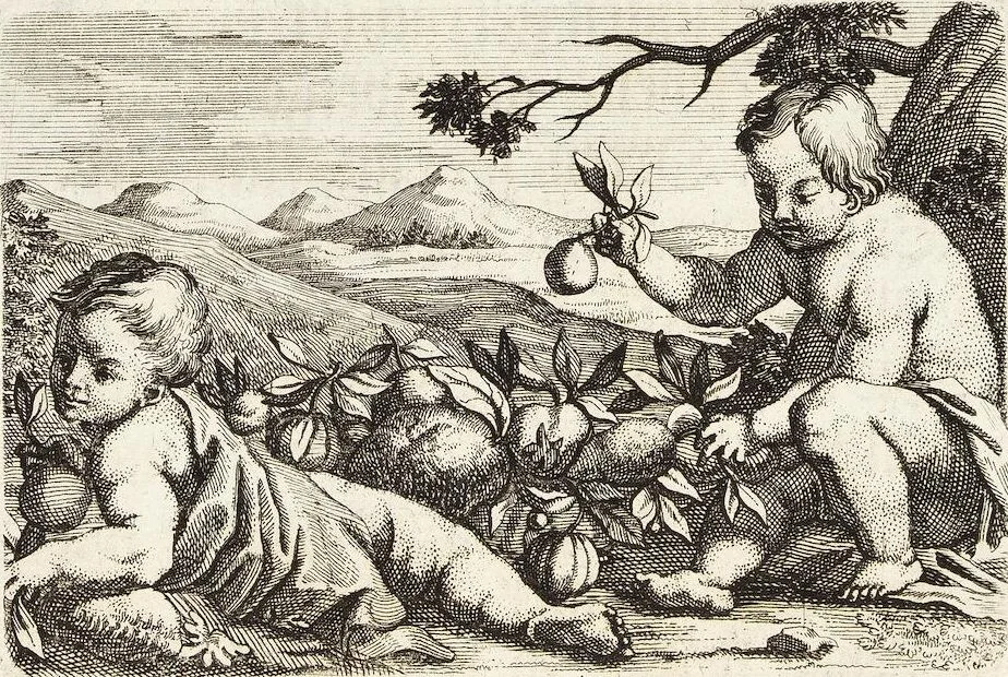 An illustration from Nürnbergische Hesperides, Oder Gründliche Beschreibung Der Edlen Citronat- Citronen- und Pomeranzen-Früchte: Wie solche in selbiger und benachbarten Gegend/ recht mögen eingesetzt/ gewartet/ erhalten und fortgebracht werden/ Samt Einer ausführlichen Erzehlung der meisten Sorten/ welche theils zu Nürnberg würcklich gewachsen/ theils von verschiedenen fremden Orten dahin gebracht worden, auf das accurateste in Kupffer gestochen/ in Vier Theile eingetheilet und mit nützlichen Anmerckungen erkläret, 1708, leaf 24