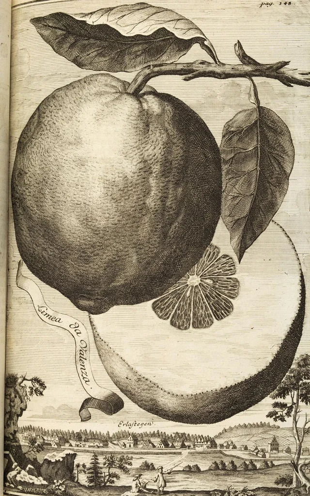 An illustration from Nürnbergische Hesperides, Oder Gründliche Beschreibung Der Edlen Citronat- Citronen- und Pomeranzen-Früchte: Wie solche in selbiger und benachbarten Gegend/ recht mögen eingesetzt/ gewartet/ erhalten und fortgebracht werden/ Samt Einer ausführlichen Erzehlung der meisten Sorten/ welche theils zu Nürnberg würcklich gewachsen/ theils von verschiedenen fremden Orten dahin gebracht worden, auf das accurateste in Kupffer gestochen/ in Vier Theile eingetheilet und mit nützlichen Anmerckungen erkläret, 1708, leaf 243