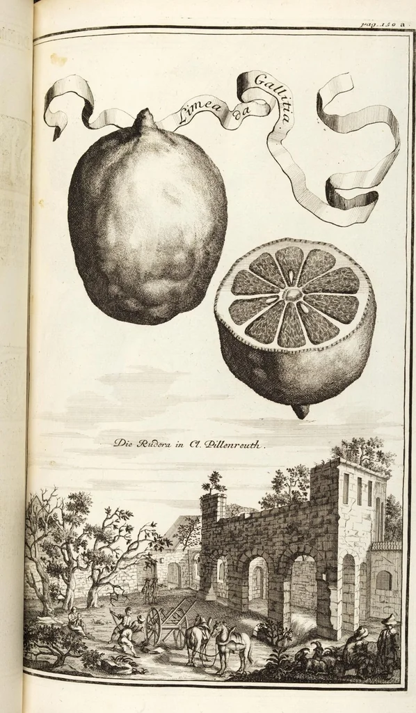 An illustration from Nürnbergische Hesperides, Oder Gründliche Beschreibung Der Edlen Citronat- Citronen- und Pomeranzen-Früchte: Wie solche in selbiger und benachbarten Gegend/ recht mögen eingesetzt/ gewartet/ erhalten und fortgebracht werden/ Samt Einer ausführlichen Erzehlung der meisten Sorten/ welche theils zu Nürnberg würcklich gewachsen/ theils von verschiedenen fremden Orten dahin gebracht worden, auf das accurateste in Kupffer gestochen/ in Vier Theile eingetheilet und mit nützlichen Anmerckungen erkläret, 1708, leaf 247
