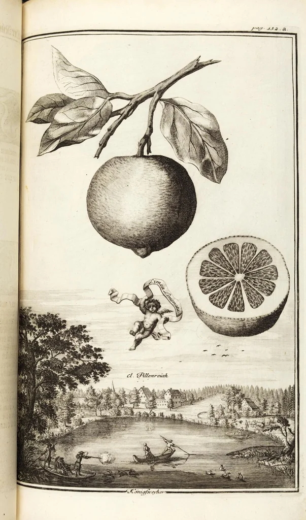 An illustration from Nürnbergische Hesperides, Oder Gründliche Beschreibung Der Edlen Citronat- Citronen- und Pomeranzen-Früchte: Wie solche in selbiger und benachbarten Gegend/ recht mögen eingesetzt/ gewartet/ erhalten und fortgebracht werden/ Samt Einer ausführlichen Erzehlung der meisten Sorten/ welche theils zu Nürnberg würcklich gewachsen/ theils von verschiedenen fremden Orten dahin gebracht worden, auf das accurateste in Kupffer gestochen/ in Vier Theile eingetheilet und mit nützlichen Anmerckungen erkläret, 1708, leaf 253