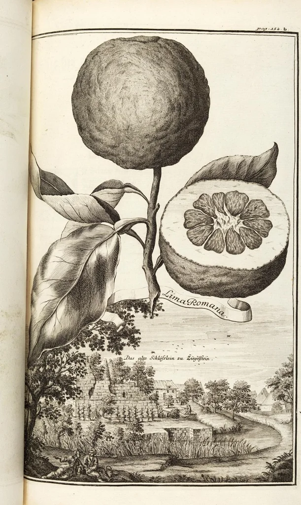 An illustration from Nürnbergische Hesperides, Oder Gründliche Beschreibung Der Edlen Citronat- Citronen- und Pomeranzen-Früchte: Wie solche in selbiger und benachbarten Gegend/ recht mögen eingesetzt/ gewartet/ erhalten und fortgebracht werden/ Samt Einer ausführlichen Erzehlung der meisten Sorten/ welche theils zu Nürnberg würcklich gewachsen/ theils von verschiedenen fremden Orten dahin gebracht worden, auf das accurateste in Kupffer gestochen/ in Vier Theile eingetheilet und mit nützlichen Anmerckungen erkläret, 1708, leaf 255