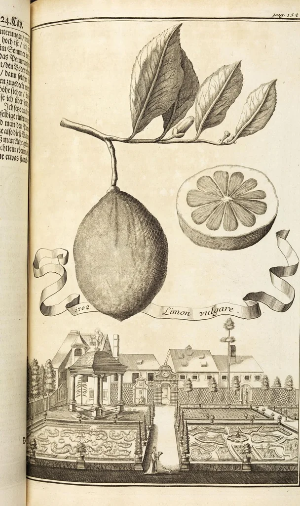 An illustration from Nürnbergische Hesperides, Oder Gründliche Beschreibung Der Edlen Citronat- Citronen- und Pomeranzen-Früchte: Wie solche in selbiger und benachbarten Gegend/ recht mögen eingesetzt/ gewartet/ erhalten und fortgebracht werden/ Samt Einer ausführlichen Erzehlung der meisten Sorten/ welche theils zu Nürnberg würcklich gewachsen/ theils von verschiedenen fremden Orten dahin gebracht worden, auf das accurateste in Kupffer gestochen/ in Vier Theile eingetheilet und mit nützlichen Anmerckungen erkläret, 1708, leaf 259