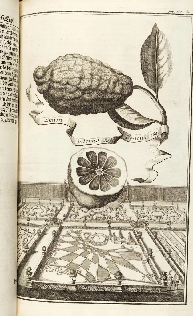An illustration from Nürnbergische Hesperides, Oder Gründliche Beschreibung Der Edlen Citronat- Citronen- und Pomeranzen-Früchte: Wie solche in selbiger und benachbarten Gegend/ recht mögen eingesetzt/ gewartet/ erhalten und fortgebracht werden/ Samt Einer ausführlichen Erzehlung der meisten Sorten/ welche theils zu Nürnberg würcklich gewachsen/ theils von verschiedenen fremden Orten dahin gebracht worden, auf das accurateste in Kupffer gestochen/ in Vier Theile eingetheilet und mit nützlichen Anmerckungen erkläret, 1708, leaf 263