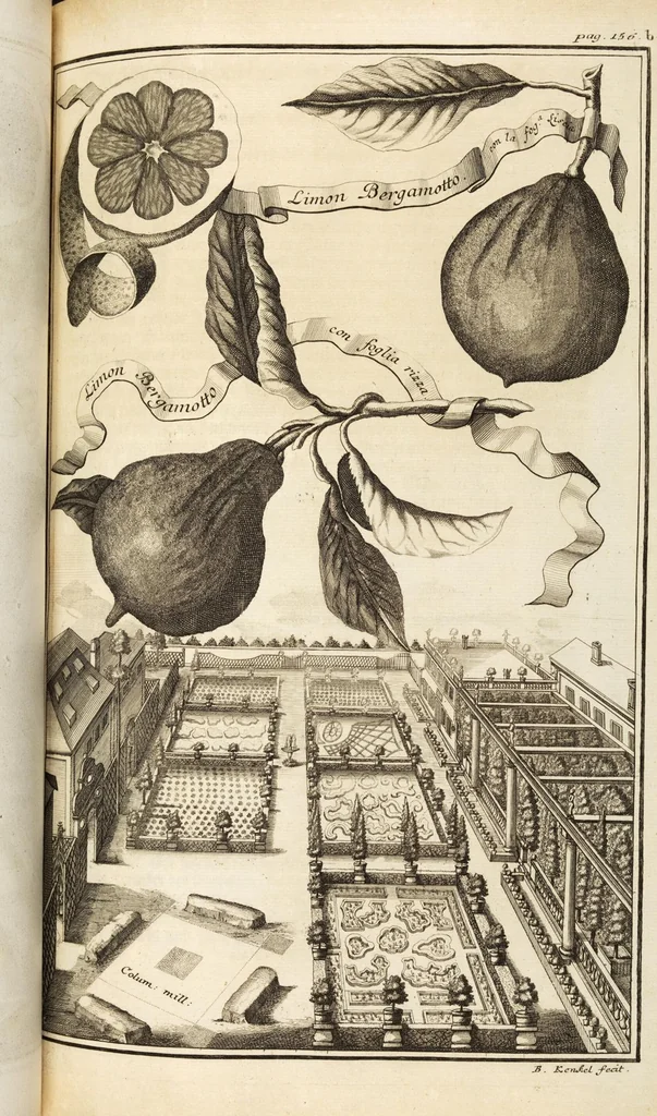 An illustration from Nürnbergische Hesperides, Oder Gründliche Beschreibung Der Edlen Citronat- Citronen- und Pomeranzen-Früchte: Wie solche in selbiger und benachbarten Gegend/ recht mögen eingesetzt/ gewartet/ erhalten und fortgebracht werden/ Samt Einer ausführlichen Erzehlung der meisten Sorten/ welche theils zu Nürnberg würcklich gewachsen/ theils von verschiedenen fremden Orten dahin gebracht worden, auf das accurateste in Kupffer gestochen/ in Vier Theile eingetheilet und mit nützlichen Anmerckungen erkläret, 1708, leaf 265