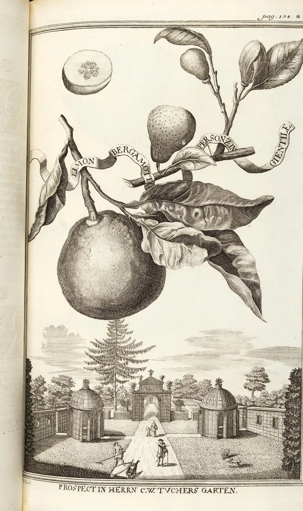 An illustration from Nürnbergische Hesperides, Oder Gründliche Beschreibung Der Edlen Citronat- Citronen- und Pomeranzen-Früchte: Wie solche in selbiger und benachbarten Gegend/ recht mögen eingesetzt/ gewartet/ erhalten und fortgebracht werden/ Samt Einer ausführlichen Erzehlung der meisten Sorten/ welche theils zu Nürnberg würcklich gewachsen/ theils von verschiedenen fremden Orten dahin gebracht worden, auf das accurateste in Kupffer gestochen/ in Vier Theile eingetheilet und mit nützlichen Anmerckungen erkläret, 1708, leaf 269