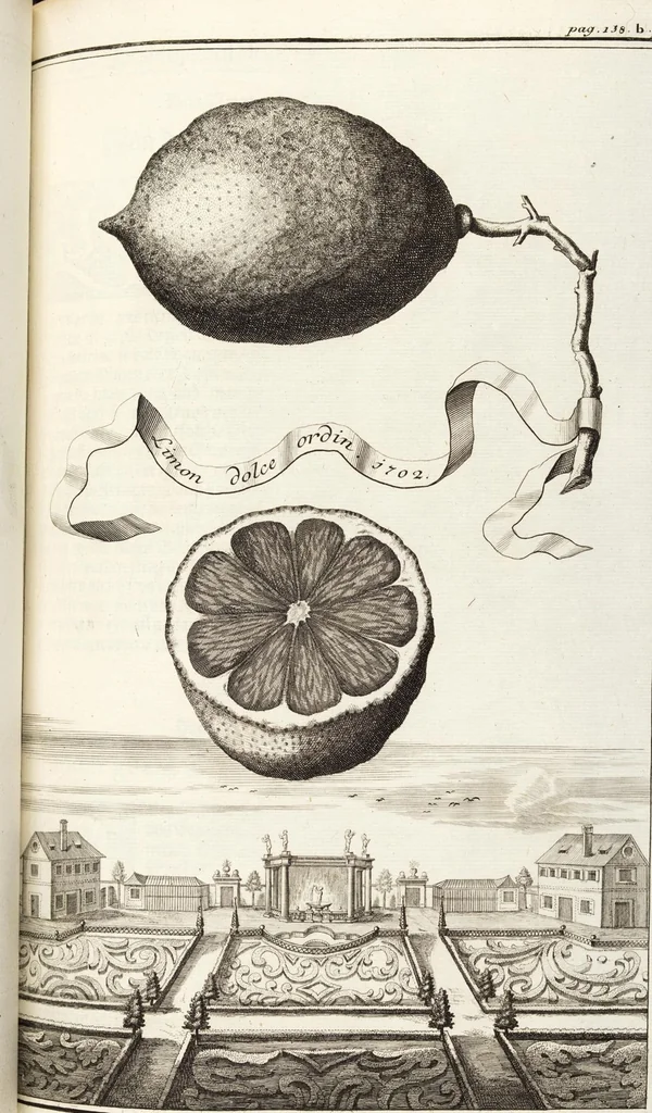 An illustration from Nürnbergische Hesperides, Oder Gründliche Beschreibung Der Edlen Citronat- Citronen- und Pomeranzen-Früchte: Wie solche in selbiger und benachbarten Gegend/ recht mögen eingesetzt/ gewartet/ erhalten und fortgebracht werden/ Samt Einer ausführlichen Erzehlung der meisten Sorten/ welche theils zu Nürnberg würcklich gewachsen/ theils von verschiedenen fremden Orten dahin gebracht worden, auf das accurateste in Kupffer gestochen/ in Vier Theile eingetheilet und mit nützlichen Anmerckungen erkläret, 1708, leaf 271