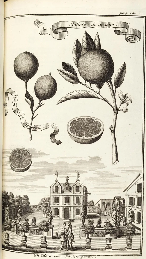 An illustration from Nürnbergische Hesperides, Oder Gründliche Beschreibung Der Edlen Citronat- Citronen- und Pomeranzen-Früchte: Wie solche in selbiger und benachbarten Gegend/ recht mögen eingesetzt/ gewartet/ erhalten und fortgebracht werden/ Samt Einer ausführlichen Erzehlung der meisten Sorten/ welche theils zu Nürnberg würcklich gewachsen/ theils von verschiedenen fremden Orten dahin gebracht worden, auf das accurateste in Kupffer gestochen/ in Vier Theile eingetheilet und mit nützlichen Anmerckungen erkläret, 1708, leaf 277