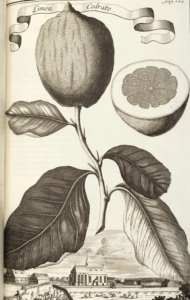 An illustration from Nürnbergische Hesperides, Oder Gründliche Beschreibung Der Edlen Citronat- Citronen- und Pomeranzen-Früchte: Wie solche in selbiger und benachbarten Gegend/ recht mögen eingesetzt/ gewartet/ erhalten und fortgebracht werden/ Samt Einer ausführlichen Erzehlung der meisten Sorten/ welche theils zu Nürnberg würcklich gewachsen/ theils von verschiedenen fremden Orten dahin gebracht worden, auf das accurateste in Kupffer gestochen/ in Vier Theile eingetheilet und mit nützlichen Anmerckungen erkläret, 1708, leaf 281