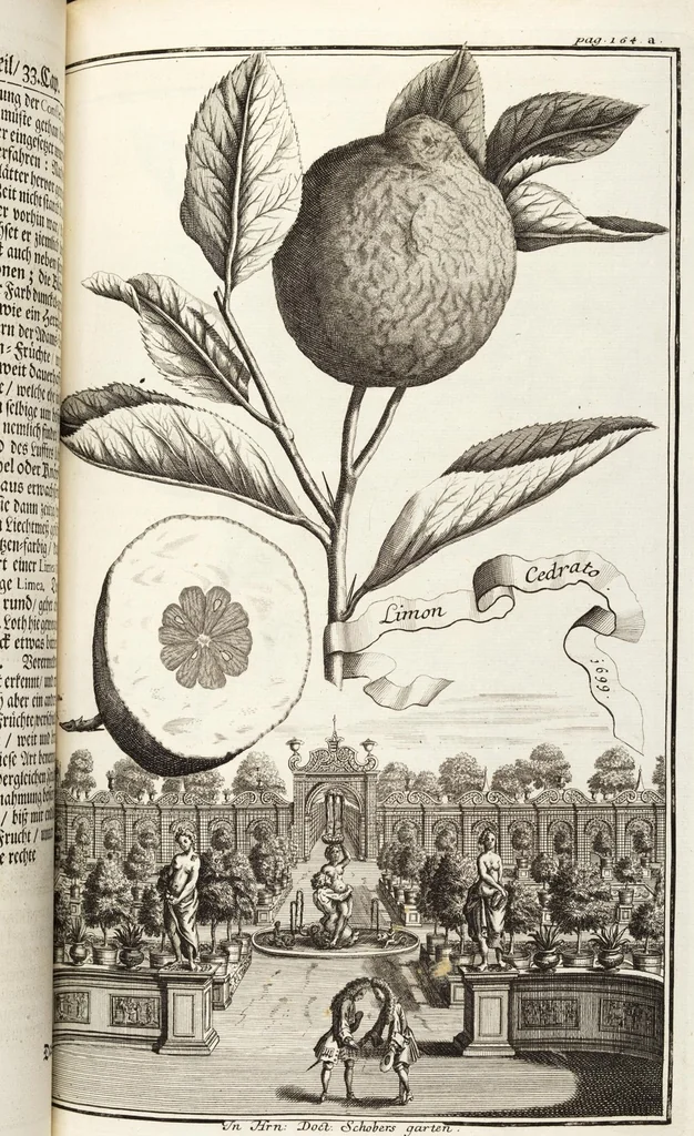 An illustration from Nürnbergische Hesperides, Oder Gründliche Beschreibung Der Edlen Citronat- Citronen- und Pomeranzen-Früchte: Wie solche in selbiger und benachbarten Gegend/ recht mögen eingesetzt/ gewartet/ erhalten und fortgebracht werden/ Samt Einer ausführlichen Erzehlung der meisten Sorten/ welche theils zu Nürnberg würcklich gewachsen/ theils von verschiedenen fremden Orten dahin gebracht worden, auf das accurateste in Kupffer gestochen/ in Vier Theile eingetheilet und mit nützlichen Anmerckungen erkläret, 1708, leaf 285