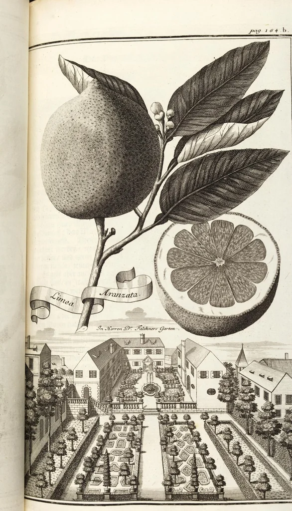 An illustration from Nürnbergische Hesperides, Oder Gründliche Beschreibung Der Edlen Citronat- Citronen- und Pomeranzen-Früchte: Wie solche in selbiger und benachbarten Gegend/ recht mögen eingesetzt/ gewartet/ erhalten und fortgebracht werden/ Samt Einer ausführlichen Erzehlung der meisten Sorten/ welche theils zu Nürnberg würcklich gewachsen/ theils von verschiedenen fremden Orten dahin gebracht worden, auf das accurateste in Kupffer gestochen/ in Vier Theile eingetheilet und mit nützlichen Anmerckungen erkläret, 1708, leaf 287