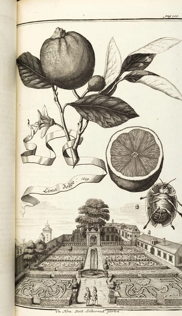 An illustration from Nürnbergische Hesperides, Oder Gründliche Beschreibung Der Edlen Citronat- Citronen- und Pomeranzen-Früchte: Wie solche in selbiger und benachbarten Gegend/ recht mögen eingesetzt/ gewartet/ erhalten und fortgebracht werden/ Samt Einer ausführlichen Erzehlung der meisten Sorten/ welche theils zu Nürnberg würcklich gewachsen/ theils von verschiedenen fremden Orten dahin gebracht worden, auf das accurateste in Kupffer gestochen/ in Vier Theile eingetheilet und mit nützlichen Anmerckungen erkläret, 1708, leaf 291