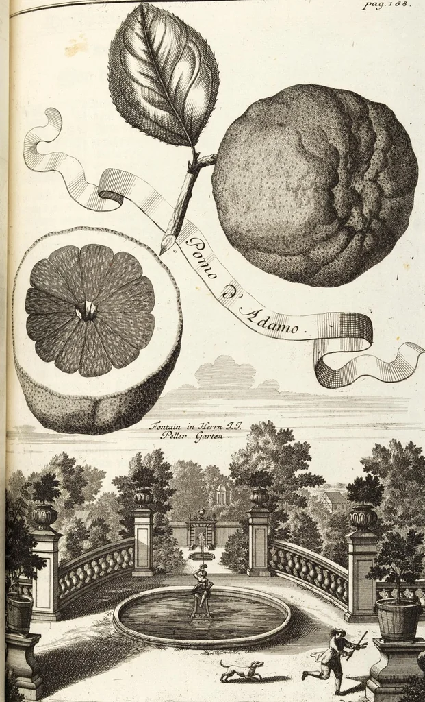 An illustration from Nürnbergische Hesperides, Oder Gründliche Beschreibung Der Edlen Citronat- Citronen- und Pomeranzen-Früchte: Wie solche in selbiger und benachbarten Gegend/ recht mögen eingesetzt/ gewartet/ erhalten und fortgebracht werden/ Samt Einer ausführlichen Erzehlung der meisten Sorten/ welche theils zu Nürnberg würcklich gewachsen/ theils von verschiedenen fremden Orten dahin gebracht worden, auf das accurateste in Kupffer gestochen/ in Vier Theile eingetheilet und mit nützlichen Anmerckungen erkläret, 1708, leaf 295